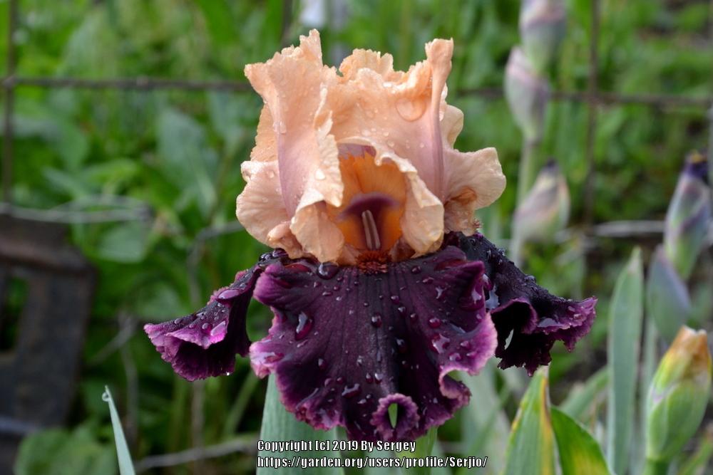 Photo of Tall Bearded Iris (Iris 'Prague') uploaded by Serjio