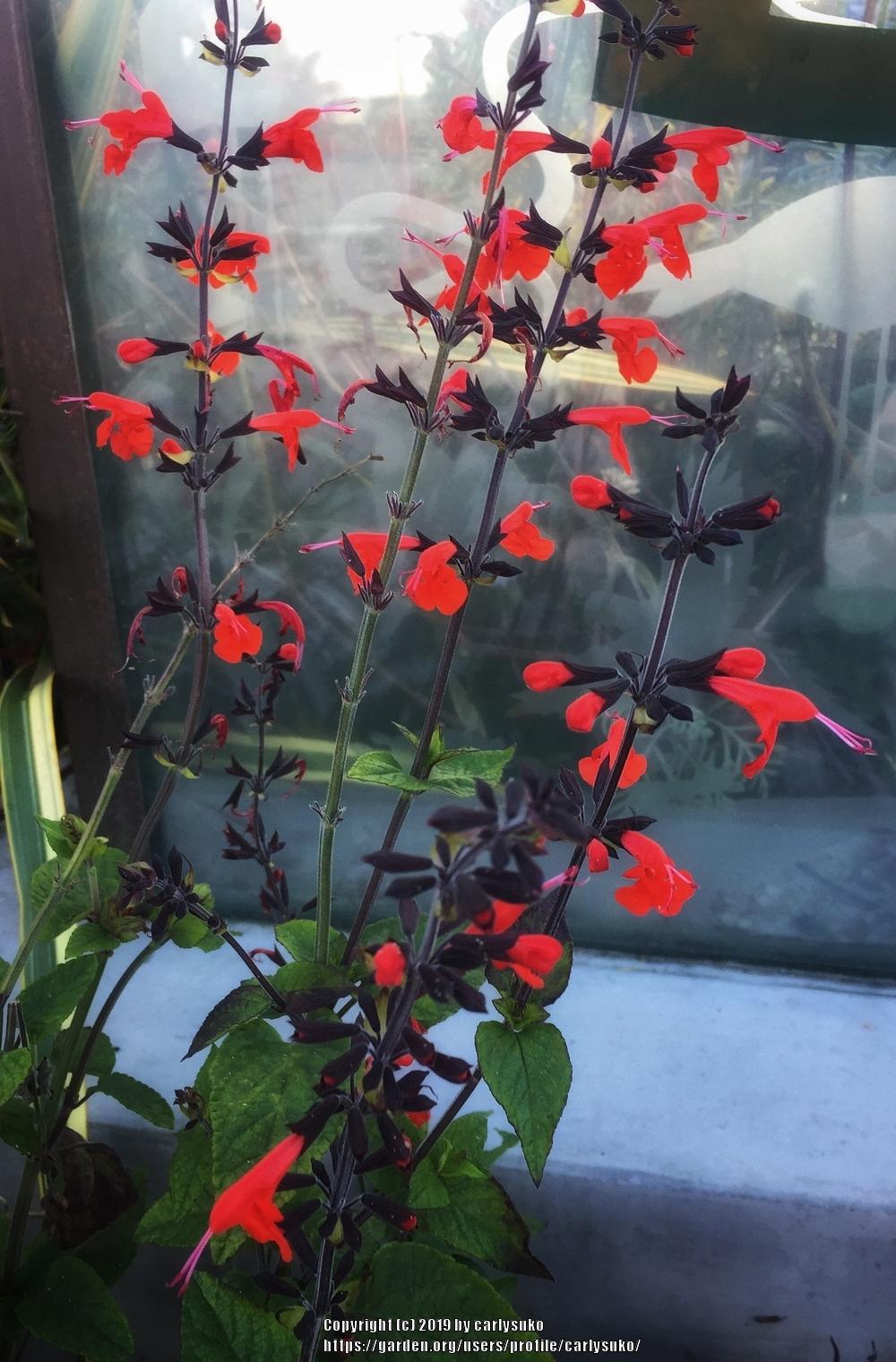 Photo of Texas Sage (Salvia coccinea 'Forest Fire') uploaded by carlysuko
