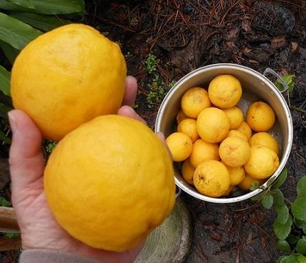 Photo of Trifoliate orange (Citrus trifoliata) uploaded by greene