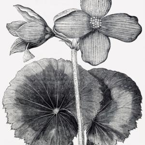 illustration from 'The Tuberous Begonia', published 1888 by Garde