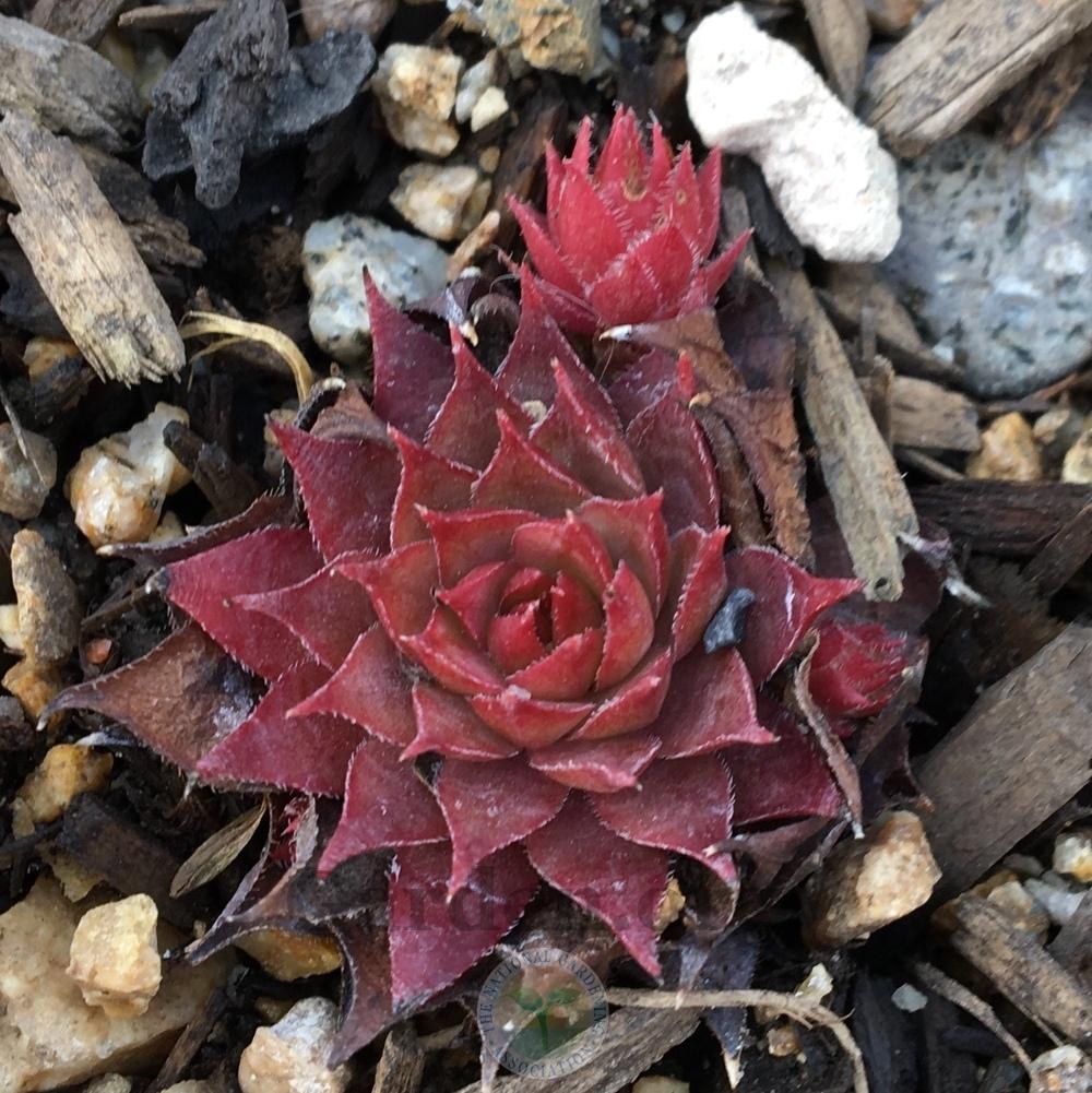 Photo of Hen and Chicks (Sempervivum 'Red Beauty') uploaded by BlueOddish