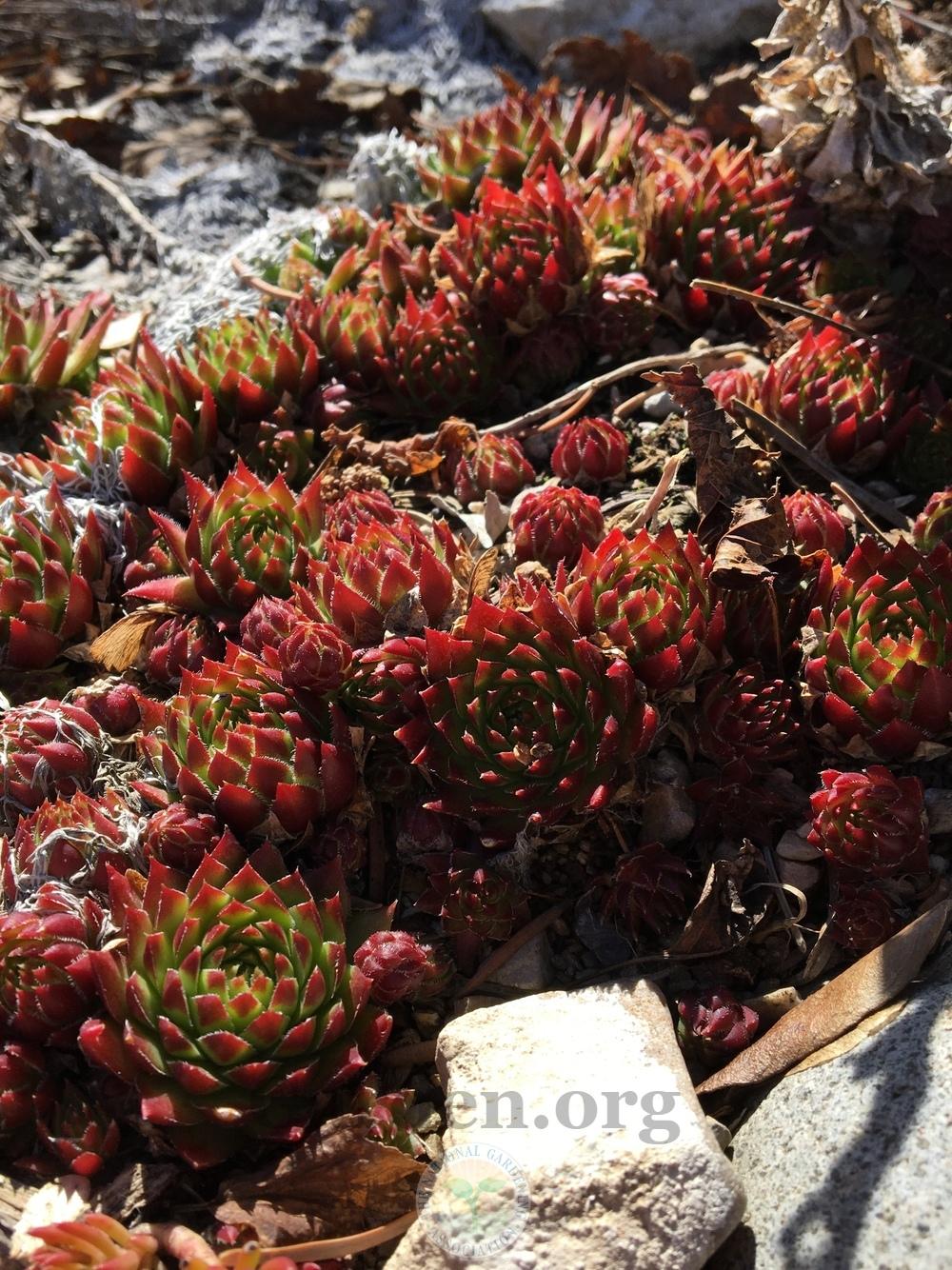 Photo of Rollers (Sempervivum globiferum subsp. allionii) uploaded by BlueOddish
