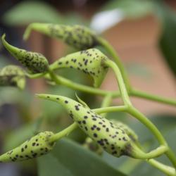 Location: Hausermann Orchid Nursery
Date: 2019-03-02
Intriguing buds of Latouria hybrid orchid