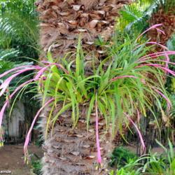 Location: Portugal
Date: 2019-03-07
A big clump of billbergia nutans on a palm tree in my garden...
