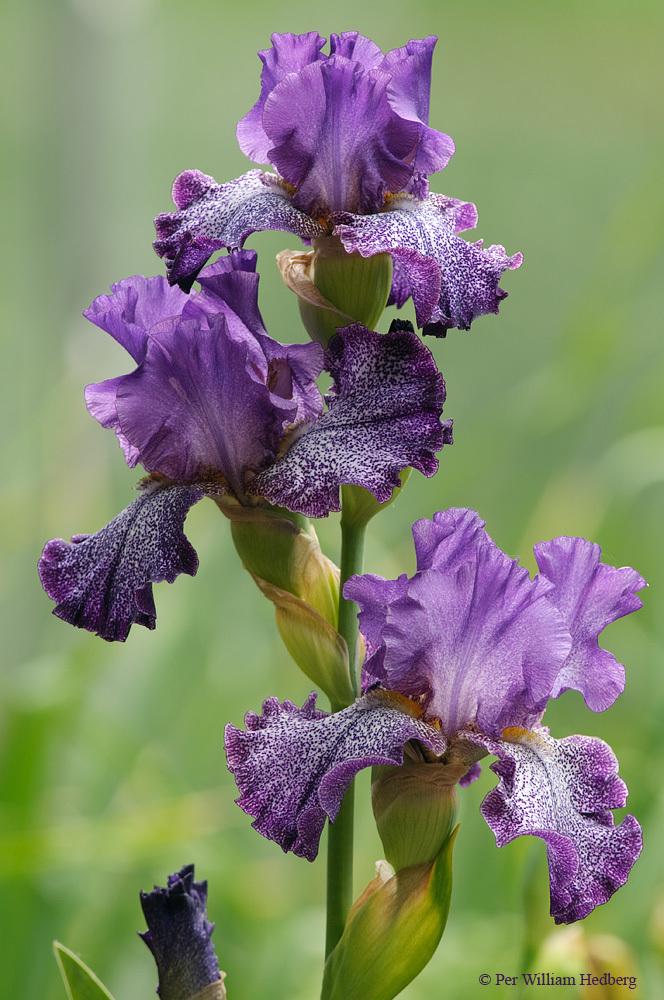 Photo of Tall Bearded Iris (Iris 'Celestial Explosion') uploaded by William