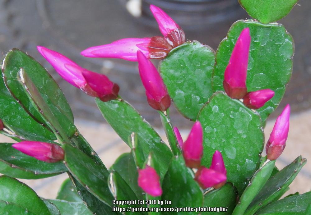 Photo of Easter Cactus (Hatiora gaertneri) uploaded by plantladylin