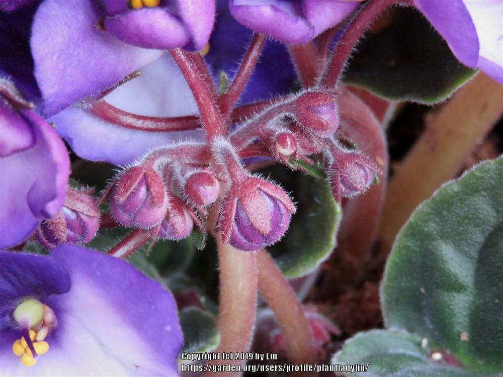 Photo of Cape Primroses (Streptocarpus) uploaded by plantladylin