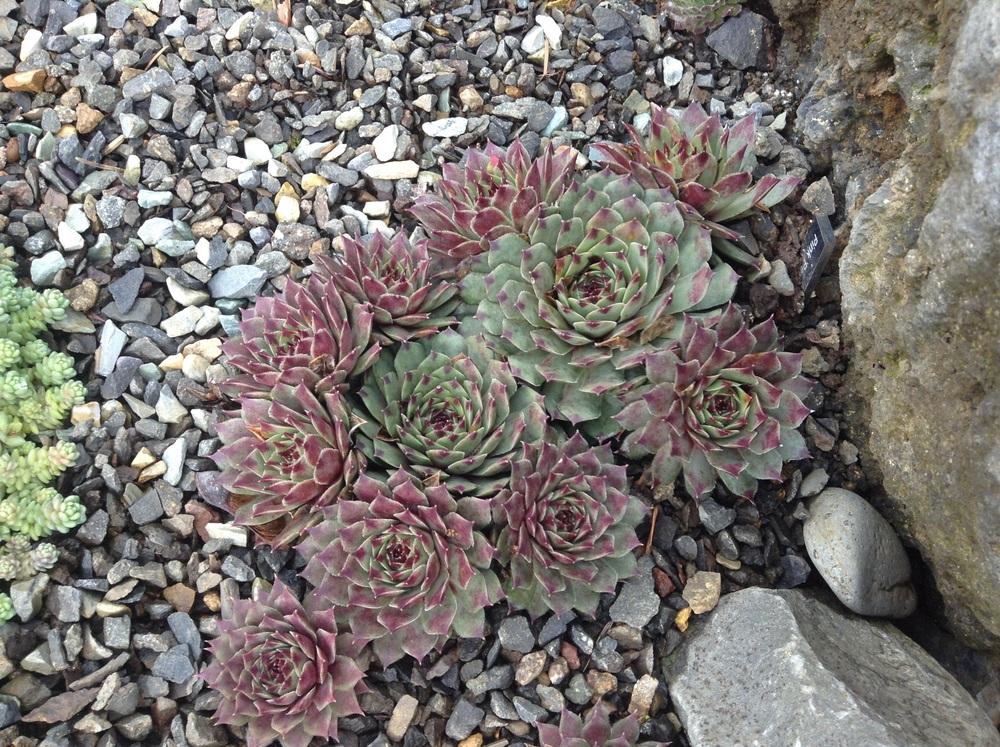 Photo of Hen and Chicks (Sempervivum calcareum 'Pink Pearl') uploaded by tcstoehr