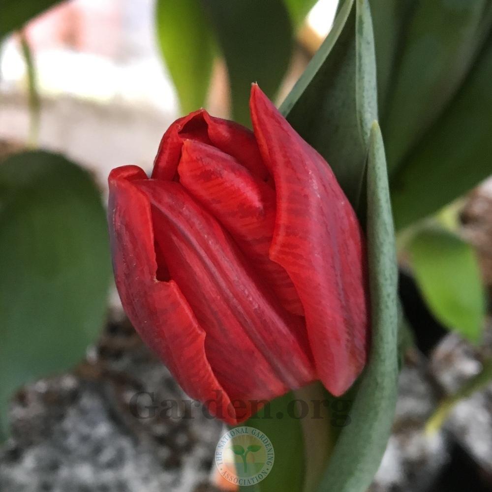 Photo of Tulips (Tulipa) uploaded by BlueOddish