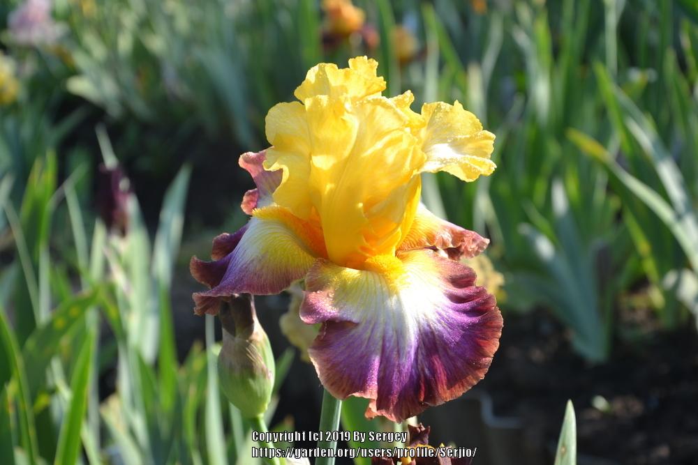 Photo of Tall Bearded Iris (Iris 'Rainbow High') uploaded by Serjio