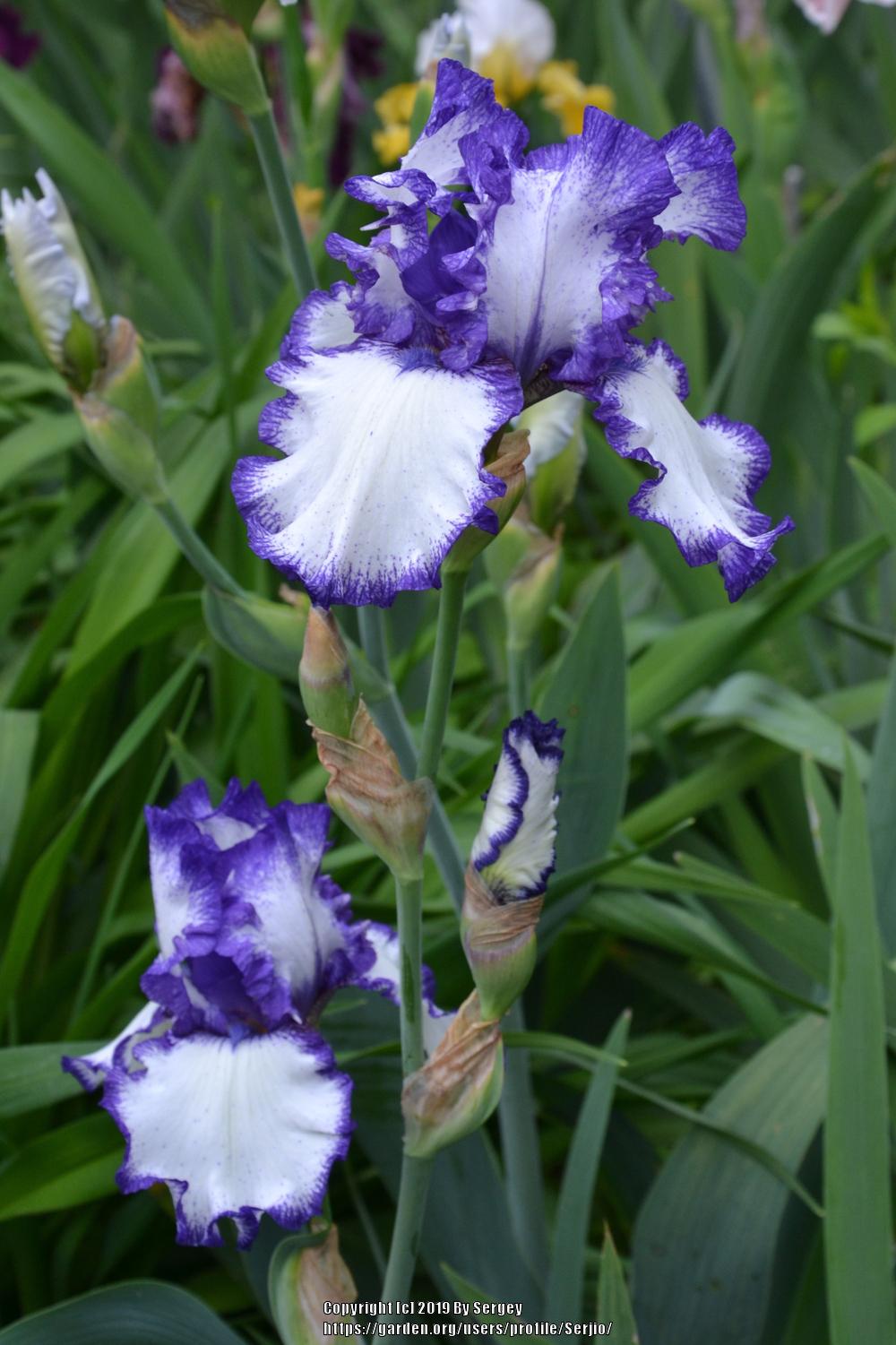 Photo of Tall Bearded Iris (Iris 'Rare Treat') uploaded by Serjio