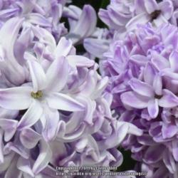 Location: 2019 Flower Show in Philadelphia
Date: 2019-03-02
lavender blooms on just-opened flower heads turn to white blooms 