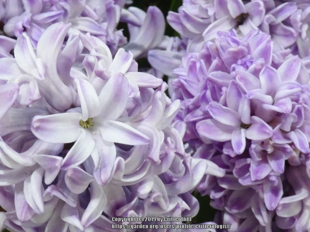 Photo of Dutch Hyacinth (Hyacinthus orientalis 'Splendid Cornelia') uploaded by critterologist