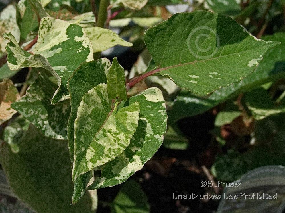 Photo of Variegated Japanese Knotweed (Reynoutria japonica 'Variegata') uploaded by DaylilySLP