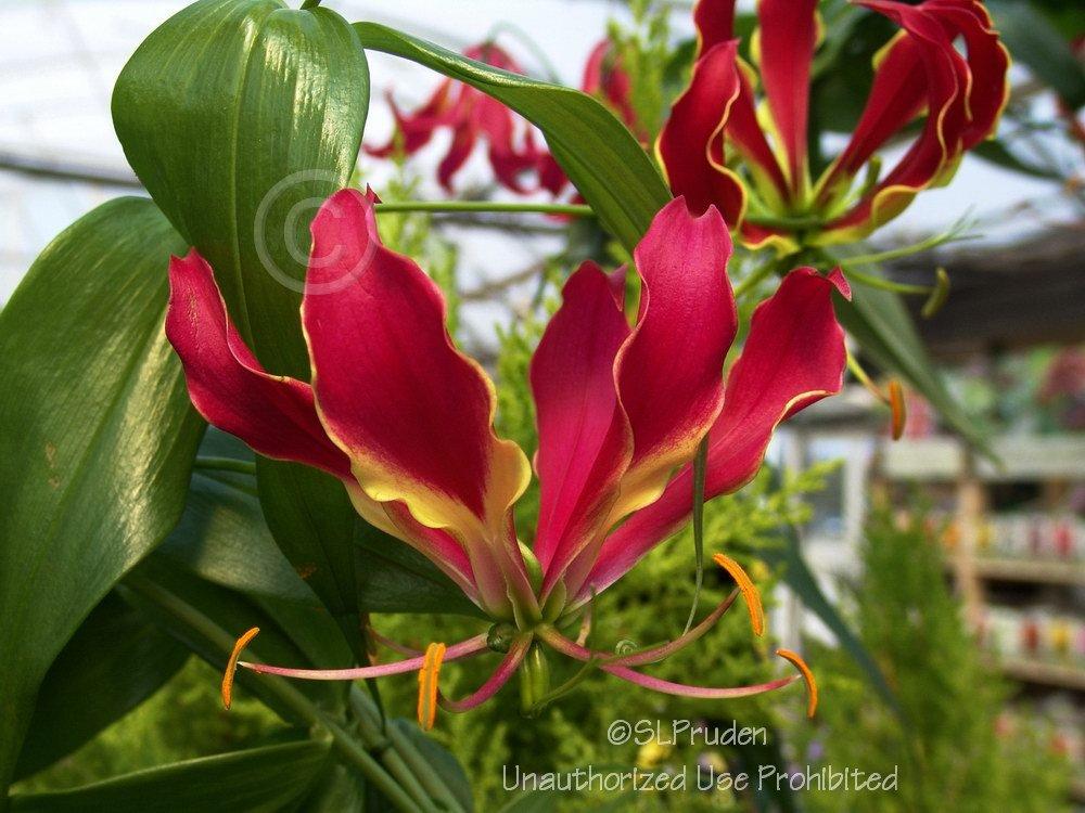 Photo of Gloriosa Lily (Gloriosa superba 'Rothschildiana') uploaded by DaylilySLP