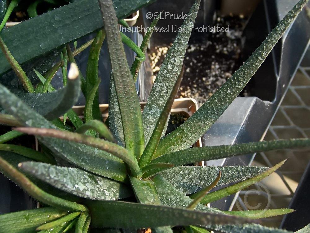 Photo of Aloe (XGasteraloe 'Midnight') uploaded by DaylilySLP