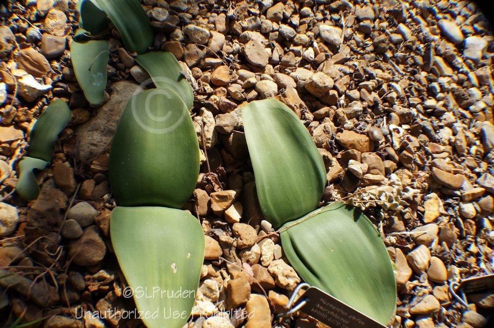Photo of Royal Paint Brush (Haemanthus albiflos) uploaded by DaylilySLP