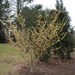 Location: Tyler Arboretum near Media, Pennsylvania
Date: 2012-02-15
'Primavera' Hybrid Witchhazel in bloom