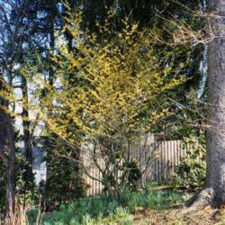 Location: West Chester, Pennsylvania
Date: March 2010
Arnold Promise Hybrid Witchhazel in bloom