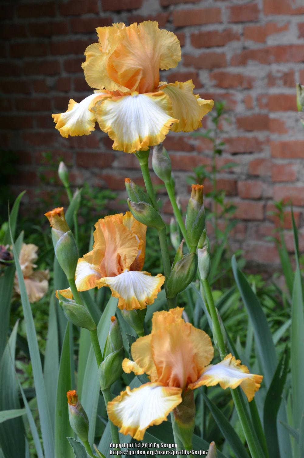 Photo of Tall Bearded Iris (Iris 'Return Address') uploaded by Serjio