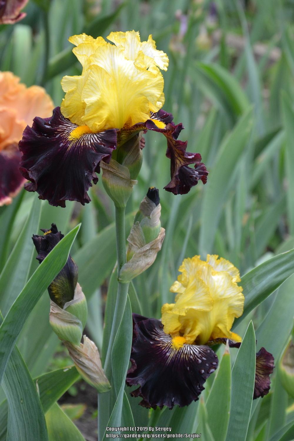 Photo of Tall Bearded Iris (Iris 'Reckless Abandon') uploaded by Serjio