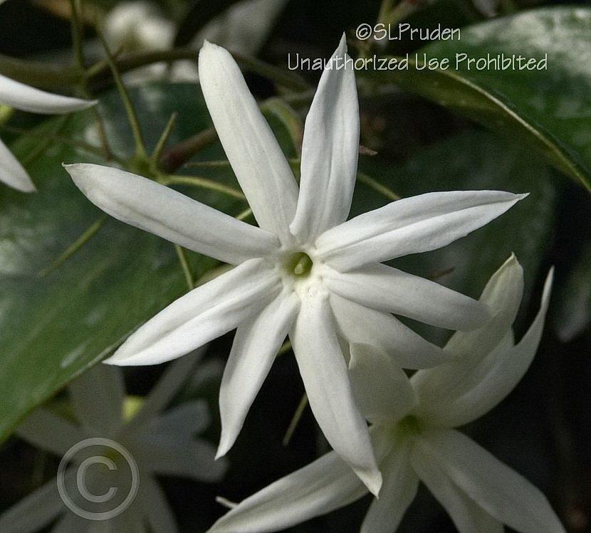 Photo of Star Jasmine (Jasminum laurifolium var. laurifolium) uploaded by DaylilySLP