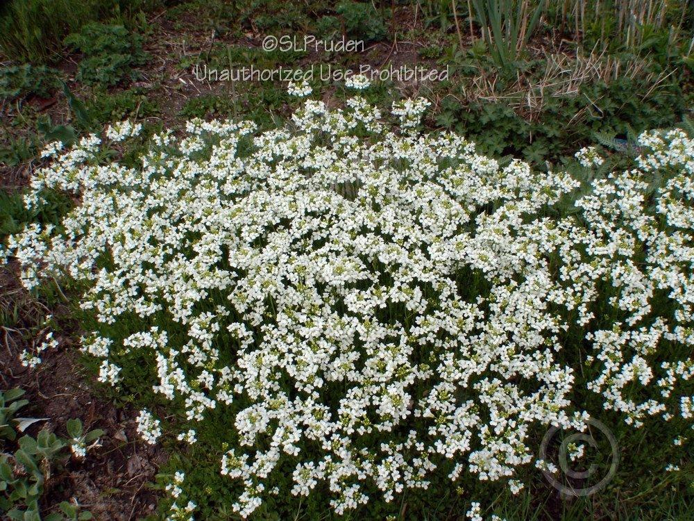 Photo of Evergreen Candytuft (Iberis sempervirens) uploaded by DaylilySLP