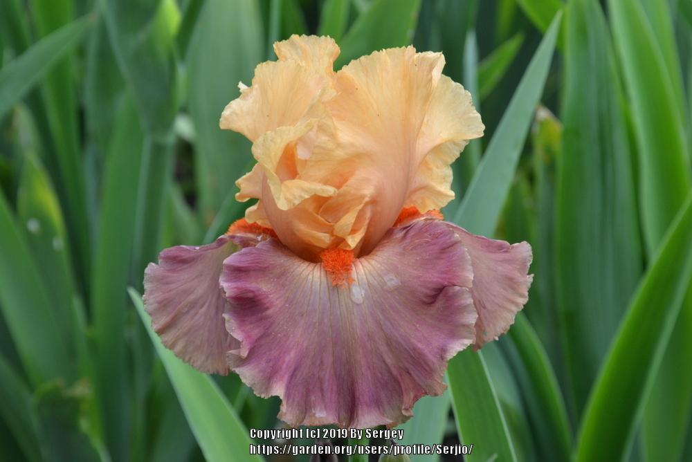 Photo of Tall Bearded Iris (Iris 'Rio') uploaded by Serjio