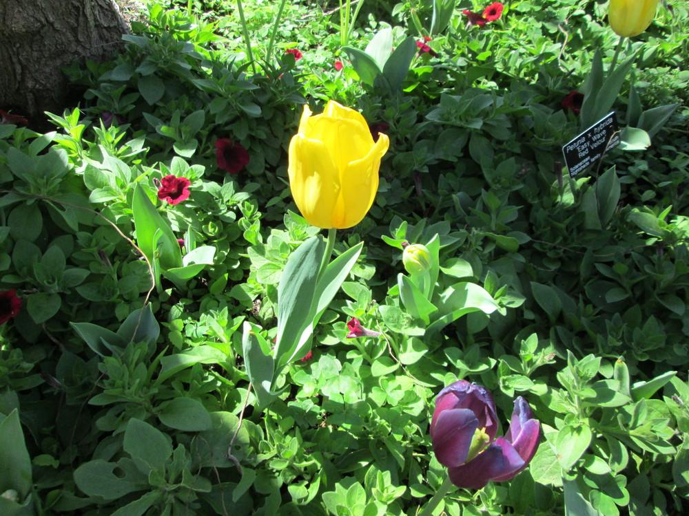 Photo of Tulips (Tulipa) uploaded by christinereid54