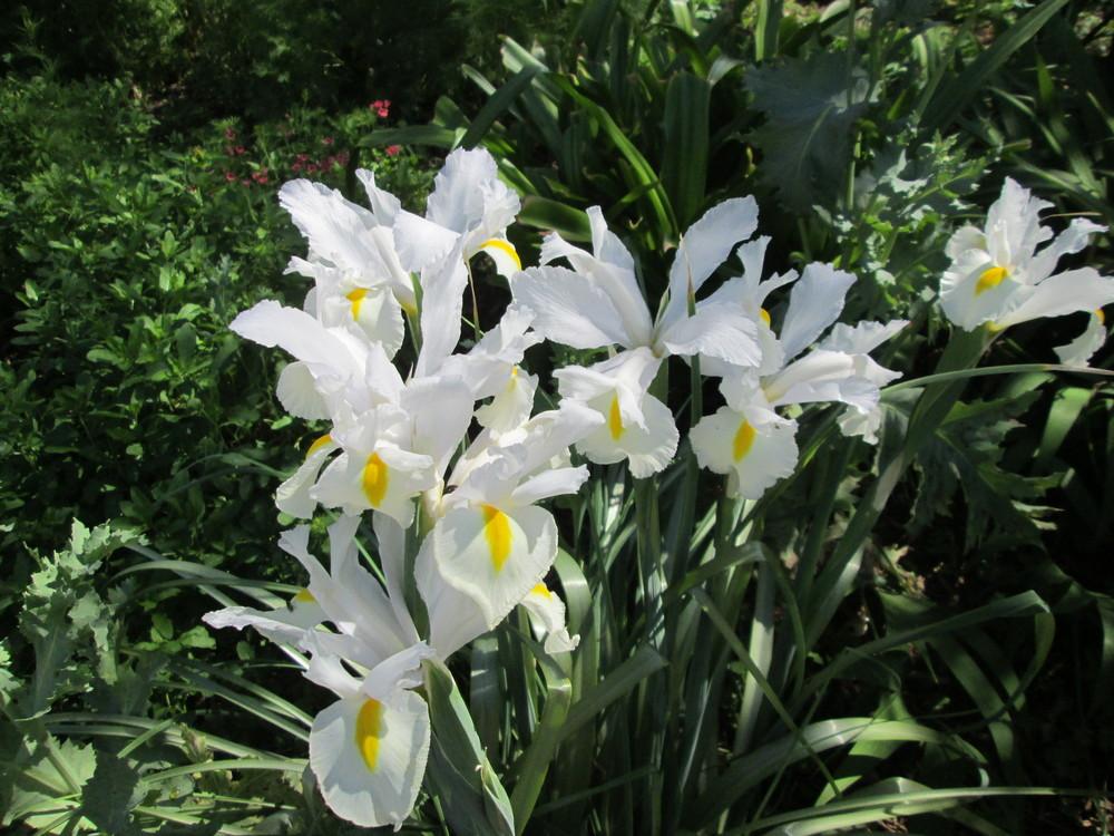 Photo of Irises (Iris) uploaded by christinereid54