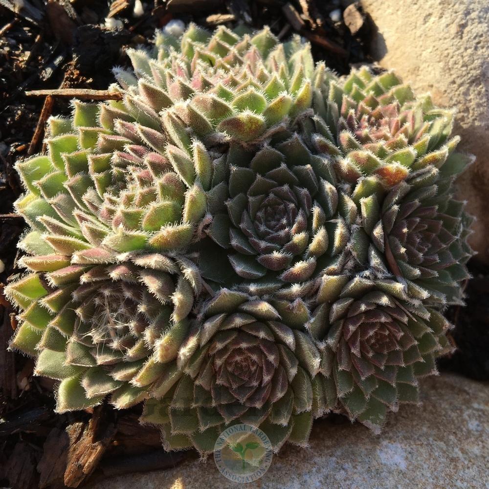 Photo of Hen and Chicks (Sempervivum 'Pacific Plum Fuzzy') uploaded by BlueOddish