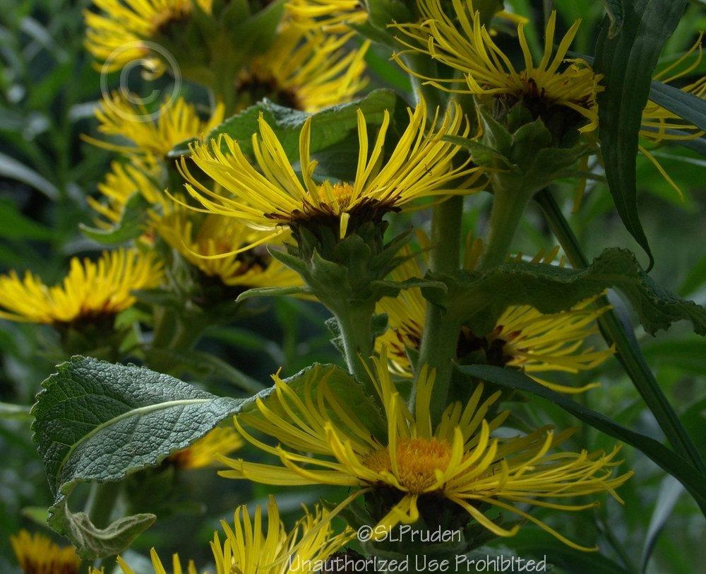 Photo of Giant Fleabane (Inula magnifica) uploaded by DaylilySLP