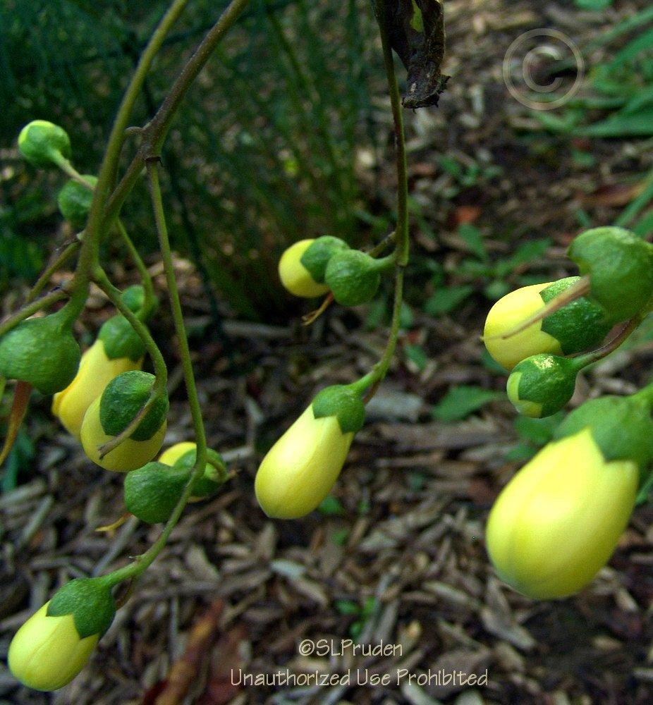 Photo of Yellow Wax Bells (Kirengeshoma palmata) uploaded by DaylilySLP