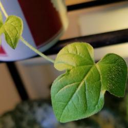 Location: Wilmington, Delaware USA
Date: 2019-03-16
First leaves of Ipomoea pubescens