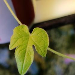 Location: Wilmington, Delaware USA
Date: 2019-03-16
First leaves of Ipomoea pubescens
