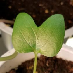 Location: Wilmington, Delaware USA
Date: 2019-03-16
Cotyledon leaf