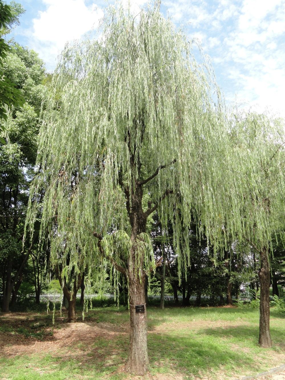 Photo of Weeping Willow (Salix babylonica) uploaded by _Bleu_
