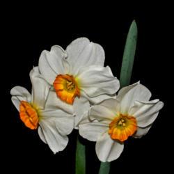 Location: Botanical Gardens of the State of Georgia...Athens, Ga
Date: 2019-03-16
Daffodil - Narcissus Geranium 005