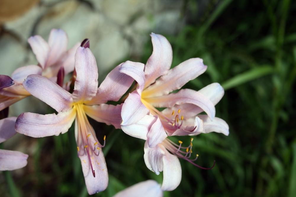 Photo of Surprise Lily (Lycoris squamigera) uploaded by lauribob