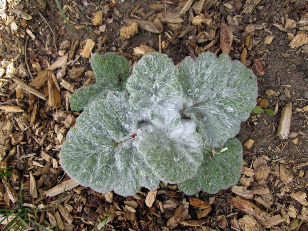 Photo of Silver Sage (Salvia argentea) uploaded by lauribob