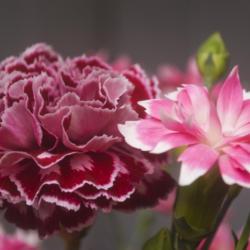 Location: Pennsylvania
Date: 2019-03-15
supermarket carnations