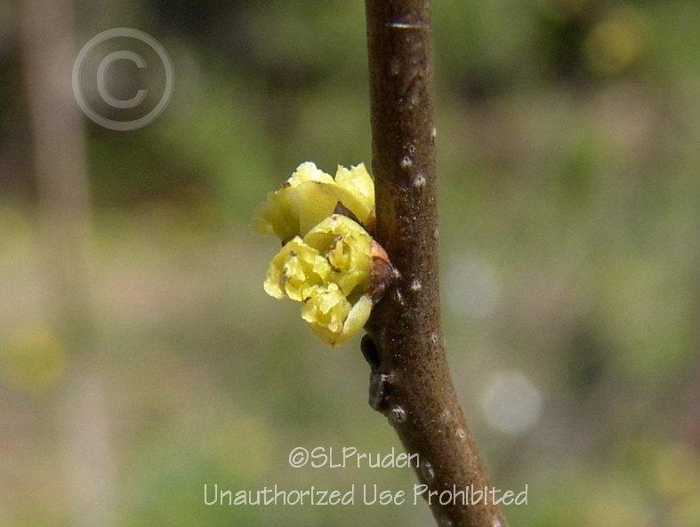 Photo of Spicebush (Lindera benzoin) uploaded by DaylilySLP