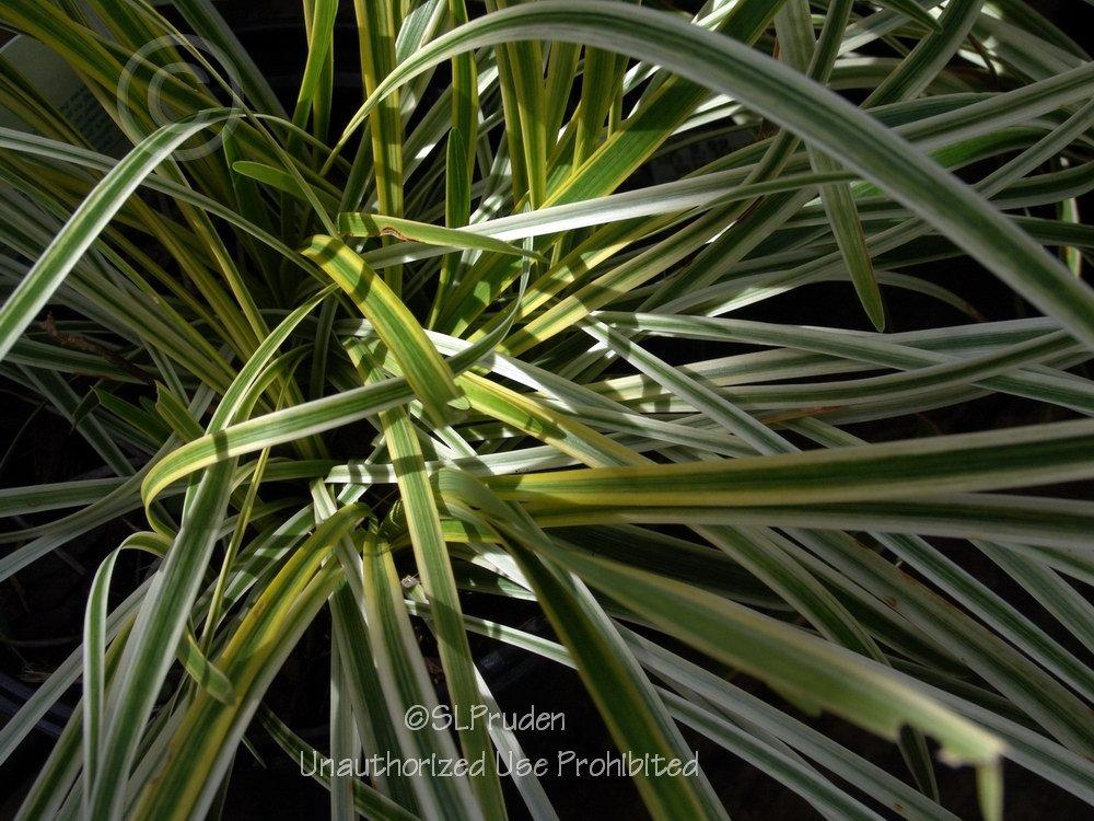 Photo of Monkey Grass (Liriope muscari 'Variegata') uploaded by DaylilySLP