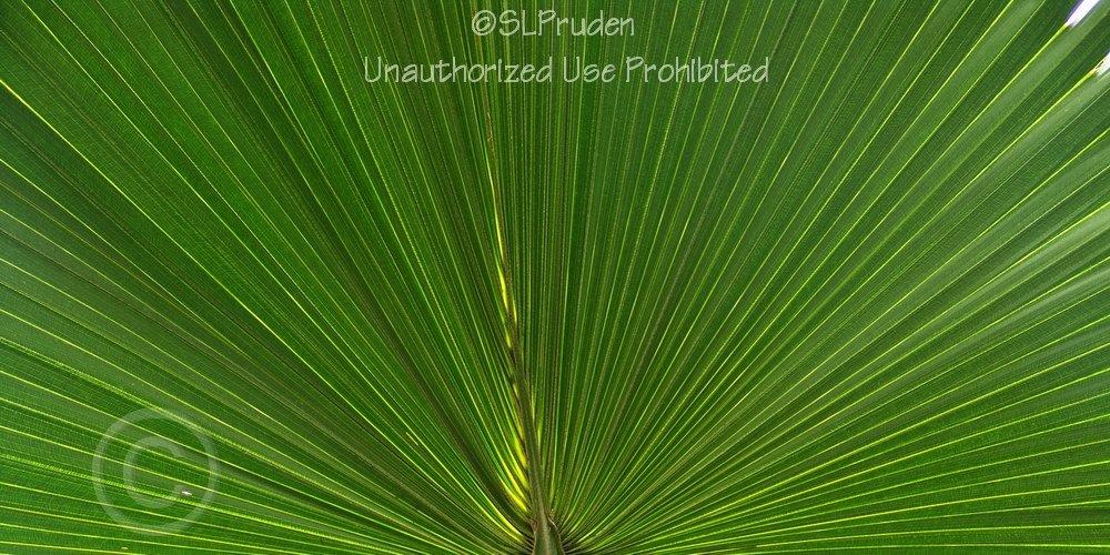 Photo of Chinese Fan Palm (Livistona chinensis) uploaded by DaylilySLP