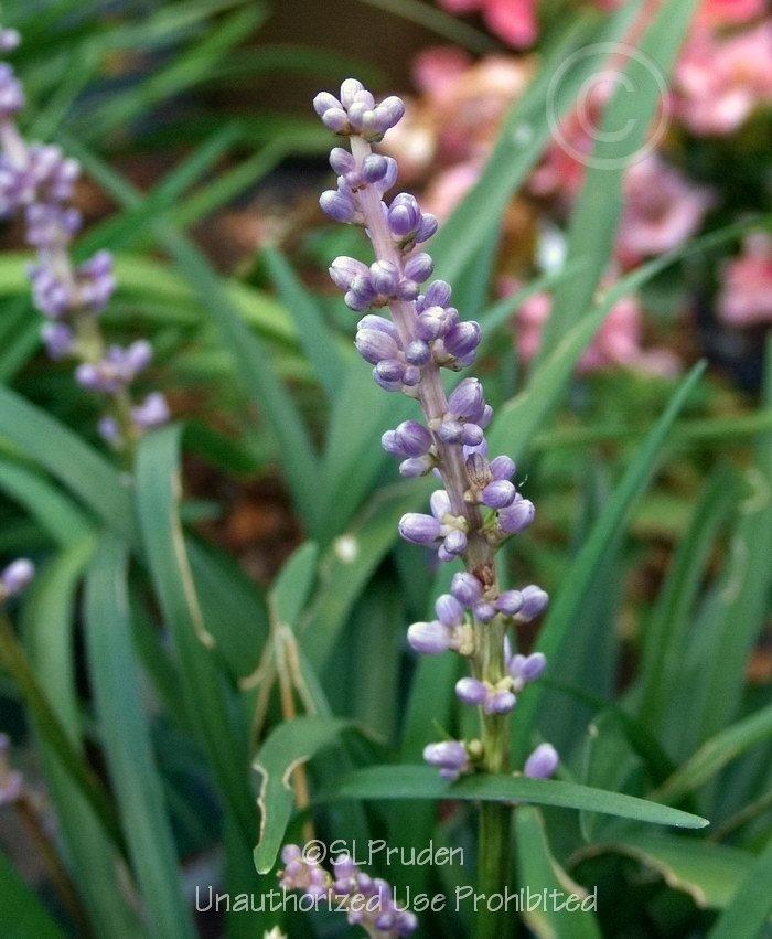 Photo of Monkey Grass (Liriope muscari 'Big Blue') uploaded by DaylilySLP