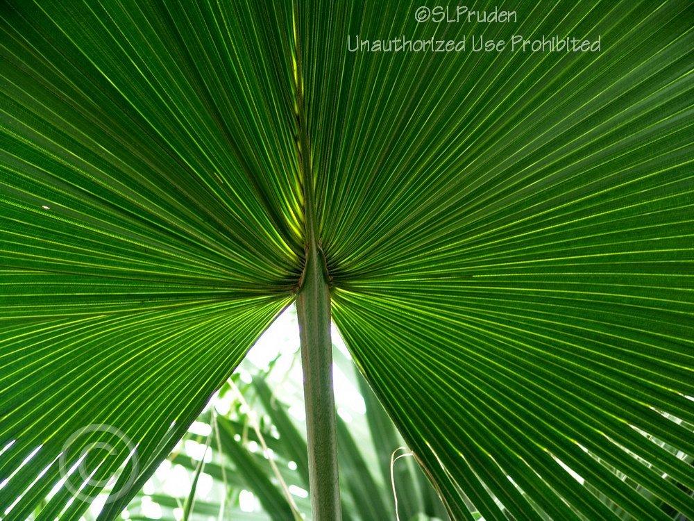 Photo of Chinese Fan Palm (Livistona chinensis) uploaded by DaylilySLP