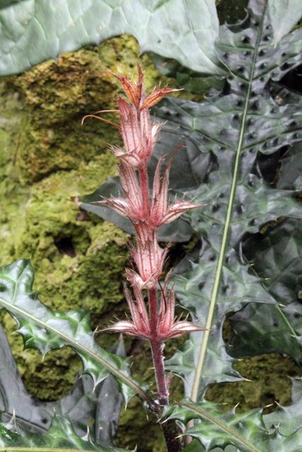 Photo of Mountain Thistle (Acanthus montanus) uploaded by RuuddeBlock