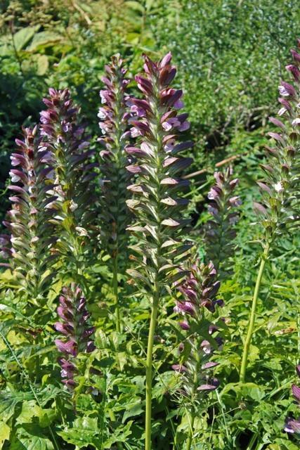 Photo of Bear's Breeches (Acanthus hungaricus) uploaded by RuuddeBlock