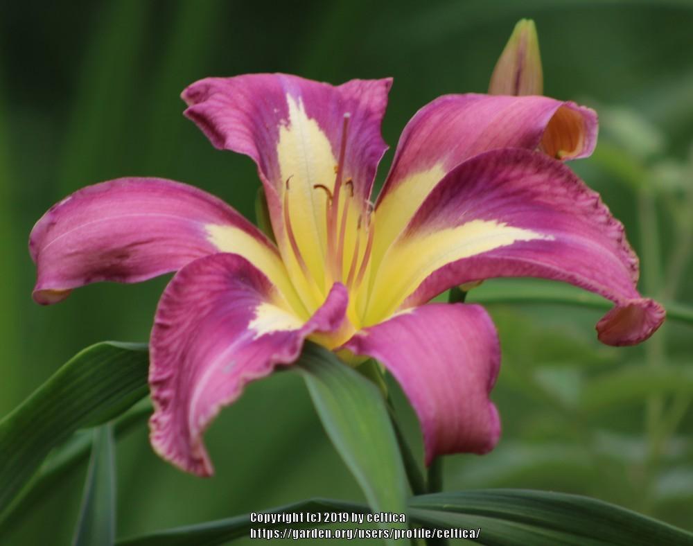Photo of Daylily (Hemerocallis 'Aerial Applique') uploaded by celtica