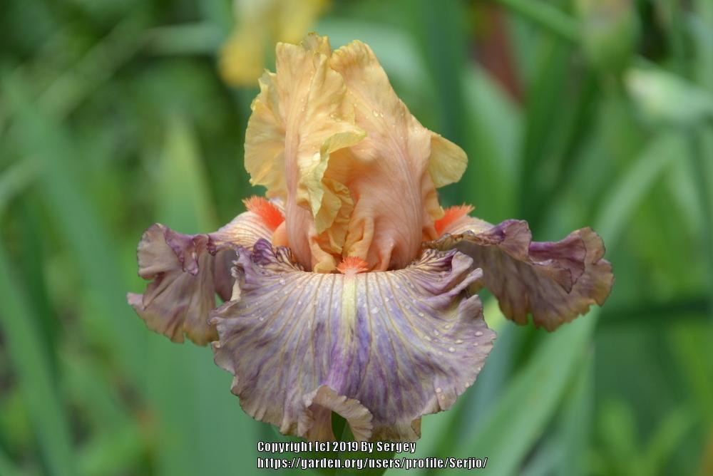 Photo of Tall Bearded Iris (Iris 'Samarkand Road') uploaded by Serjio
